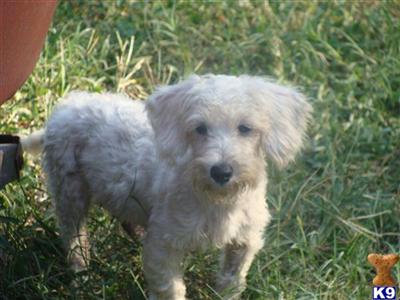 MALTIPOO MALES 5 months  ALL SHOTS 